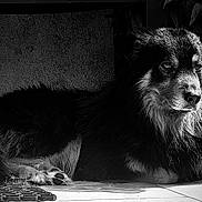 Balto a rejoint le concours — aidez-le/la à gagner de superbes lots ! dog, animal, pet, black_and_white, fur, tile, step, outdoor, resting, portrait, canine, quiet, shadow, light, texture, calm, looking_away, nature, domestic_animal, closeup