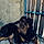 Balto