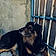 Balto