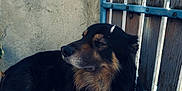 Balto participe au concours pour gagner de l'argent avec cette photo : dog, black, tan, lying_down, outdoor, tile_floor, concrete_wall, wooden_gate, metal_bars, pet, animal, fur, calm, resting, side_view, shadow, sunlight, domestic, mammal, companion