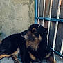 dog, black, tan, lying_down, outdoor, tile_floor, concrete_wall, wooden_gate, metal_bars, pet, animal, fur, calm, resting, side_view, shadow, sunlight, domestic, mammal, companion