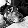 Balto a rejoint le concours — aidez-le/la à gagner de superbes lots ! dog, close_up, black_and_white, pet, animal, table, hand, fur, face, indoor, cozy, resting, calm, affection, snout, expression, portrait, companion, domestic_animal, texture