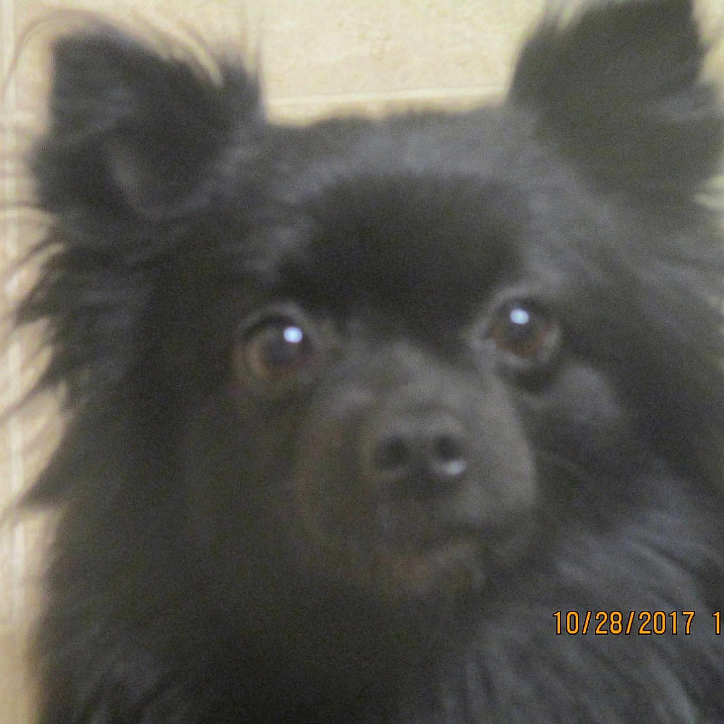 Midnight is registered to the contest to win money with this photo: animal, black_dog, canine, close_up, companion, curious, cute, dog, domestic_animal, ears, face, fluffy, furry, indoor, indoor_lighting, looking, muzzle, pet, portrait, tile