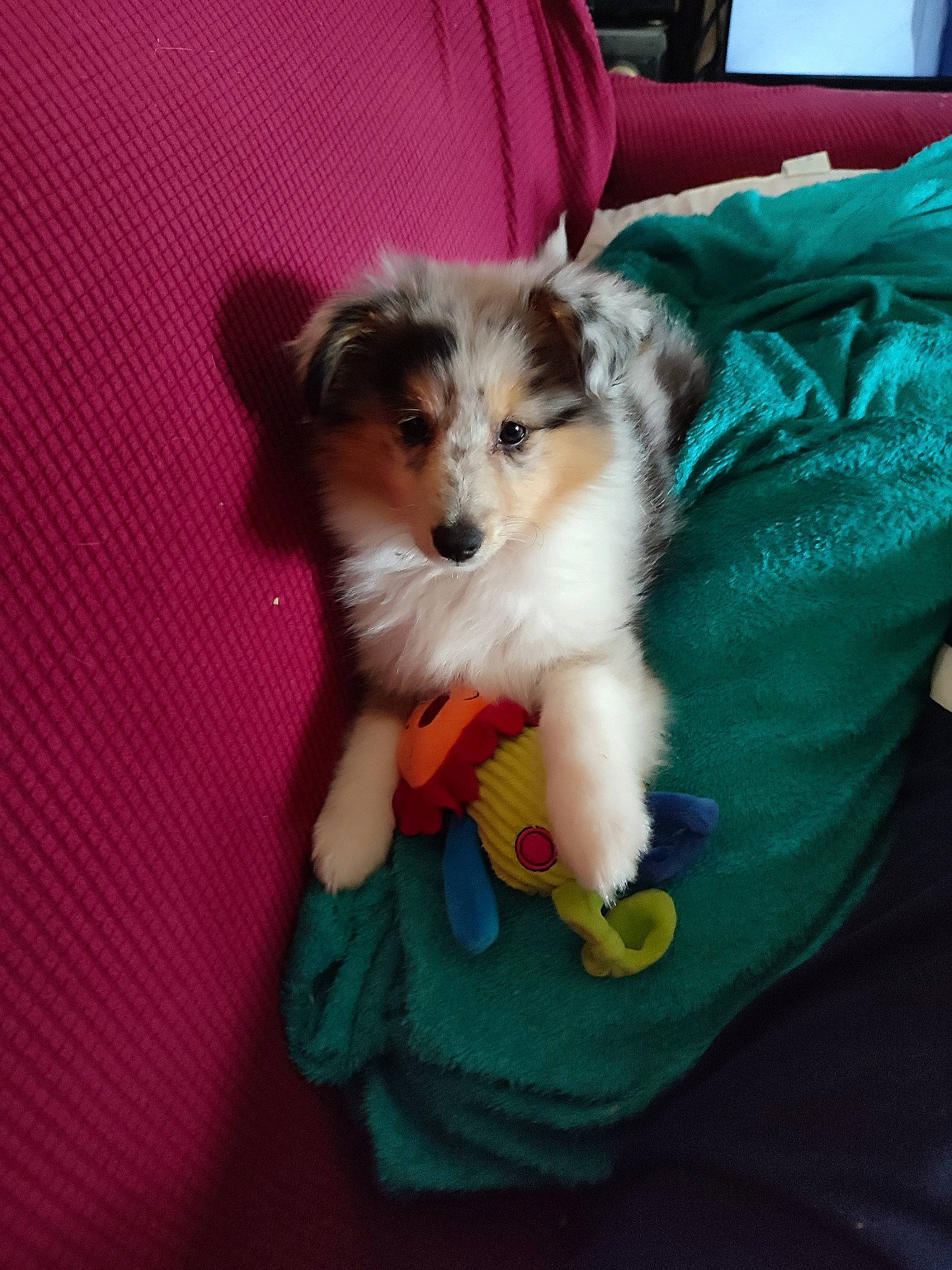 Chanel a rejoint le concours — aidez-le/la à gagner de superbes lots ! canidae, carnivore, companion_dog, dog, dog_breed, dog_clothes, dog_supply, fawn, felidae, fur, lap, paw, pomeranian, small_to_medium_sized_cats, snout, spitz, sporting_group, toy, toy_dog, whiskers