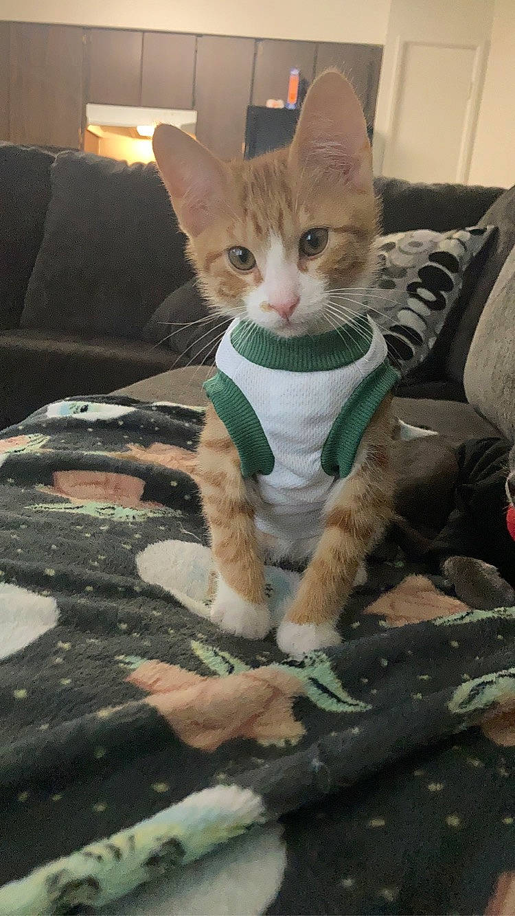 Naruto joined the competition — help win amazing prizes! carnivore, cat, claw, comfort, couch, domestic_short_haired_cat, fawn, felidae, foot, fur, paw, sitting, small_to_medium_sized_cats, snout, tail, terrestrial_animal, whiskers