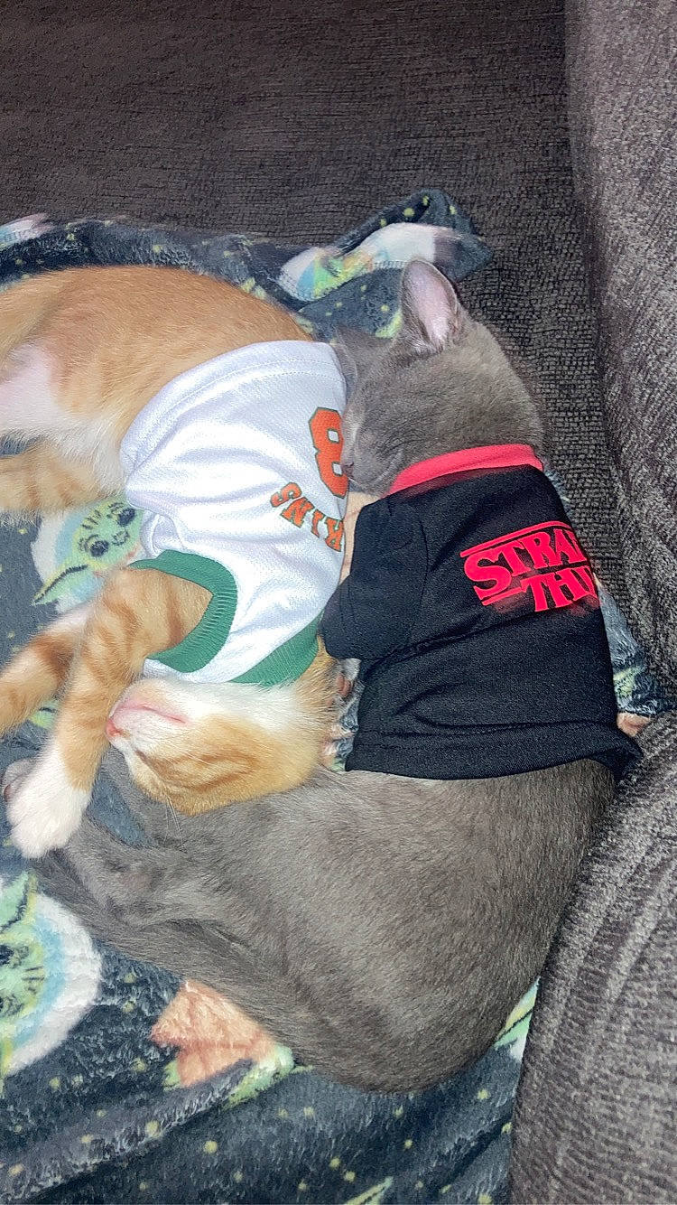 Naruto is registered to the contest to win money with this photo: adventure, canidae, carnivore, collar, companion_dog, dog, dog_breed, dog_clothes, dog_collar, dog_supply, fawn, fur, guard_dog, hat, leash, pet_supply, sitting, snout, sporting_group, working_animal