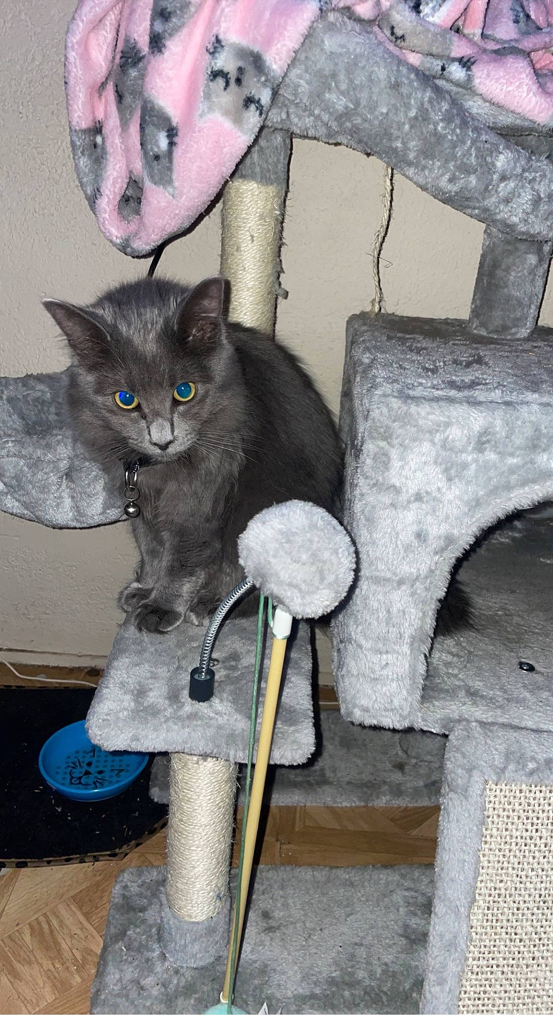 Smokey joined the competition — help win amazing prizes! black_cat, carnivore, cat, cat_furniture, cat_supply, domestic_short_haired_cat, felidae, fur, grey, mammal, pet_supply, sitting, small_to_medium_sized_cats, snout, tail, whiskers, wood