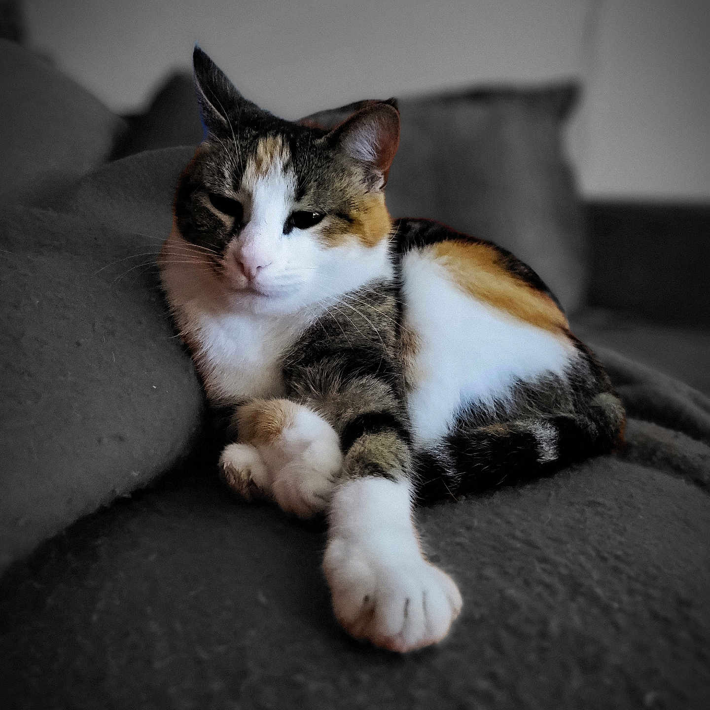 Pixelle participe au concours pour gagner de l'argent avec cette photo : abyssinian, animal, architecture, armchair, building, cat, chair, couch, furniture, hardwood, indoors, kitten, livingroom, manx, person, pet, room, siamese, sleeping, wood