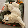 dog, white_dog, fluffy, sleeping, lying_down, upside_down, relaxed, pet_bed, dog_toys, chew_toy, rope_toy, bone_toy, indoors, home, tile_floor, portrait, fur, paws_up, playful, cute