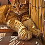 cat, ginger_cat, tabby, stretching, paws, wooden_surface, bamboo_fence, sunlight, shadow, outdoor, pet, feline, relaxed, close_up, animal, whiskers, ears, face, daylight, nature