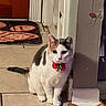 animal, bells, bow, cat, closeup, curious, decorations, domestic_animal, doorway, feline, gray_spots, holiday, indoor, lights, mat, pet, red_bow, sitting, tile_floor, white_cat