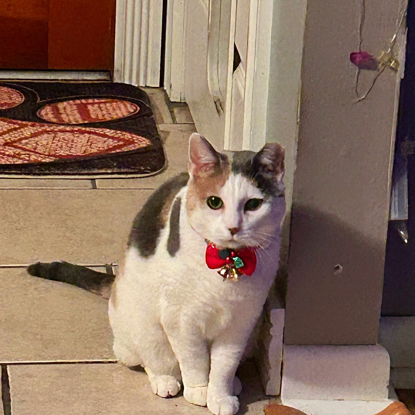 Pracilla is registered to the contest to win money with this photo: animal, bells, bow, cat, closeup, curious, decorations, domestic_animal, doorway, feline, gray_spots, holiday, indoor, lights, mat, pet, red_bow, sitting, tile_floor, white_cat