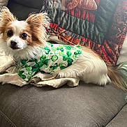 Nemo is registered to the contest to win money with this photo: dog, small_dog, long_hair, ears, tail, green_shirt, shamrocks, couch, blanket, indoor, pet, fur, relaxed, cute, animal, companion, home, colorful_tail, cozy, looking