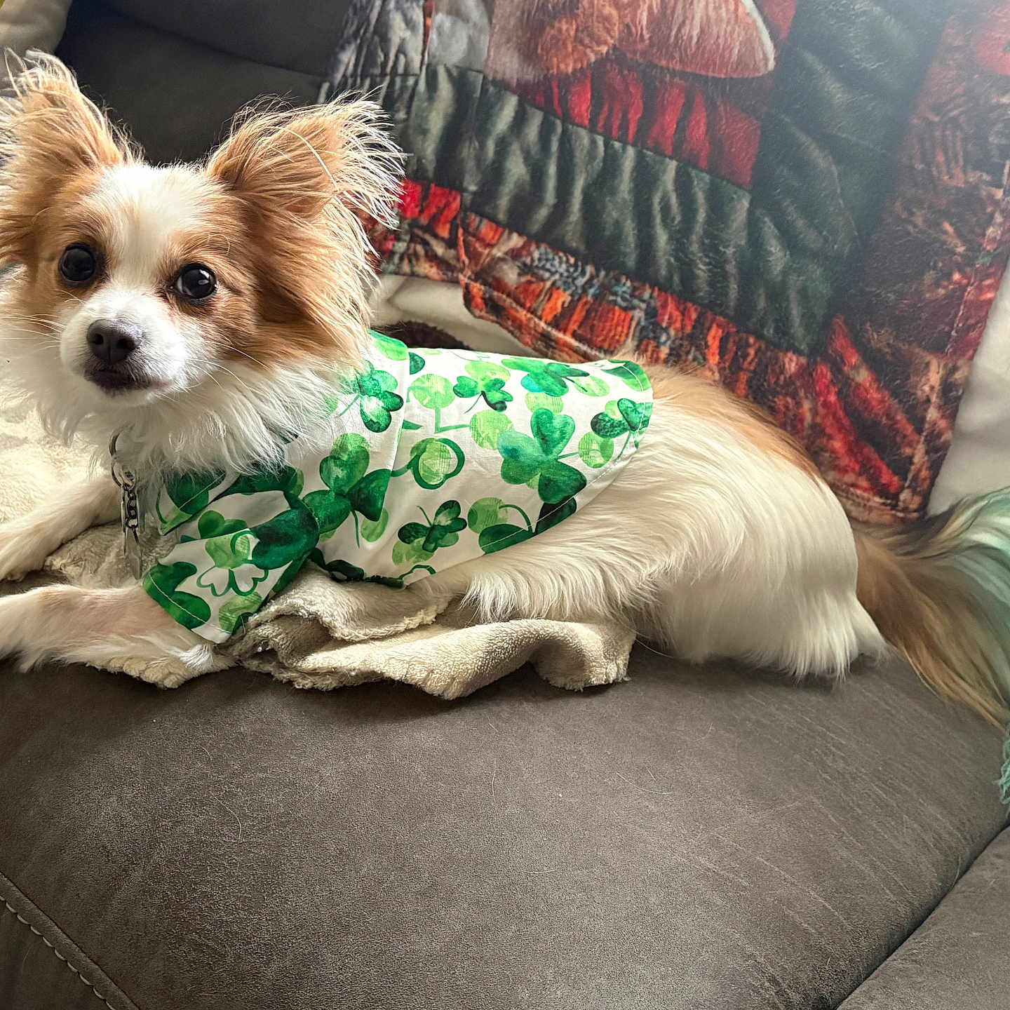 Nemo is registered to the contest to win money with this photo: dog, small_dog, long_hair, ears, tail, green_shirt, shamrocks, couch, blanket, indoor, pet, fur, relaxed, cute, animal, companion, home, colorful_tail, cozy, looking