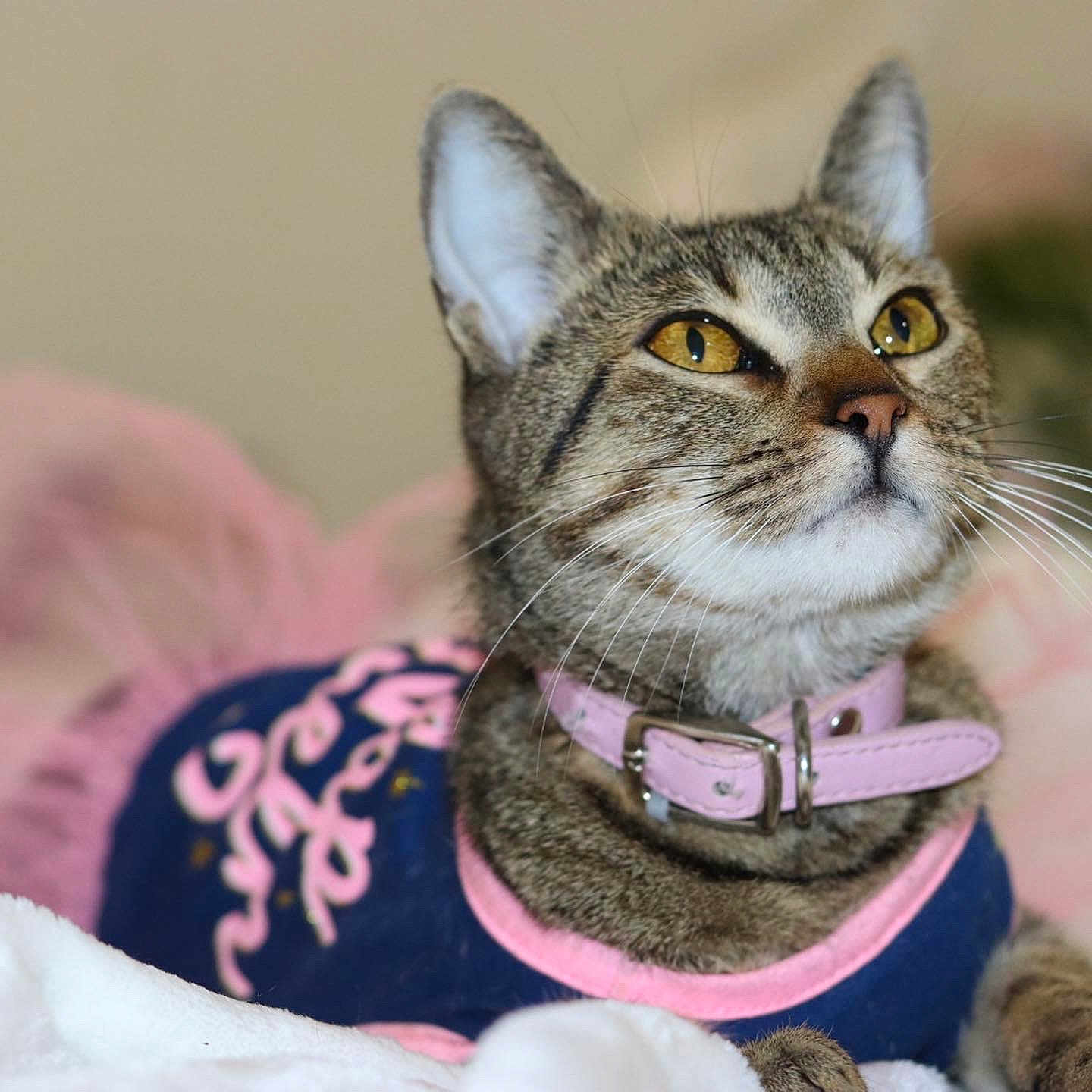 Honey joined the competition — help win amazing prizes! abyssinian, accessories, animal, cat, collar, egyptiancat, harness, kitten, leash, pet, snout, strap