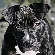 Echo joined the competition — help win amazing prizes! dog, puppy, portrait, close_up, black_coat, white_chest, ears, eyes, nose, whiskers, fur, pet, domestic_animal, animal_portrait, looking_at_camera, soulful_eyes, high_contrast, textured_fur, shallow_depth_of_field, bokeh_background