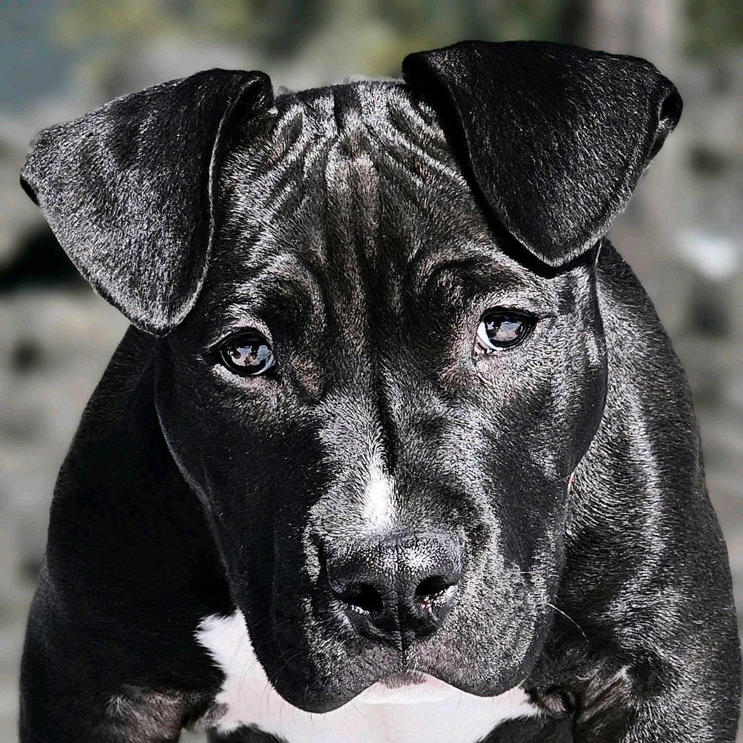 Echo joined the competition — help win amazing prizes! dog, puppy, portrait, close_up, black_coat, white_chest, ears, eyes, nose, whiskers, fur, pet, domestic_animal, animal_portrait, looking_at_camera, soulful_eyes, high_contrast, textured_fur, shallow_depth_of_field, bokeh_background