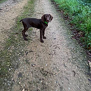 Atlas participe au concours pour gagner de l'argent avec cette photo : dog, puppy, brown_dog, green_collar, dirt_path, outdoor, nature, grass, leaves, walking_path, young_dog, canine, animal, looking, standing, attention, forest_edge, ground, daylight, pet