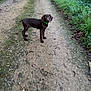 dog, puppy, brown_dog, green_collar, dirt_path, outdoor, nature, grass, leaves, walking_path, young_dog, canine, animal, looking, standing, attention, forest_edge, ground, daylight, pet