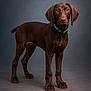 alert, animal, background, canine, chocolate_brown, dog, ears, eyes, floor, green_collar, indoor, looking_at_camera, paw, pet, portrait, short_hair, snout, standing, studio, young