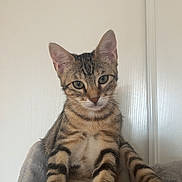 Milo a rejoint le concours — aidez-le/la à gagner de superbes lots ! cat, tabby_cat, kitten, paw, ears, whiskers, green_eyes, fur, stripes, pet, indoor, cat_bed, soft_texture, sitting, portrait, looking_at_camera, closeup, vertical_photo, wall, relaxed