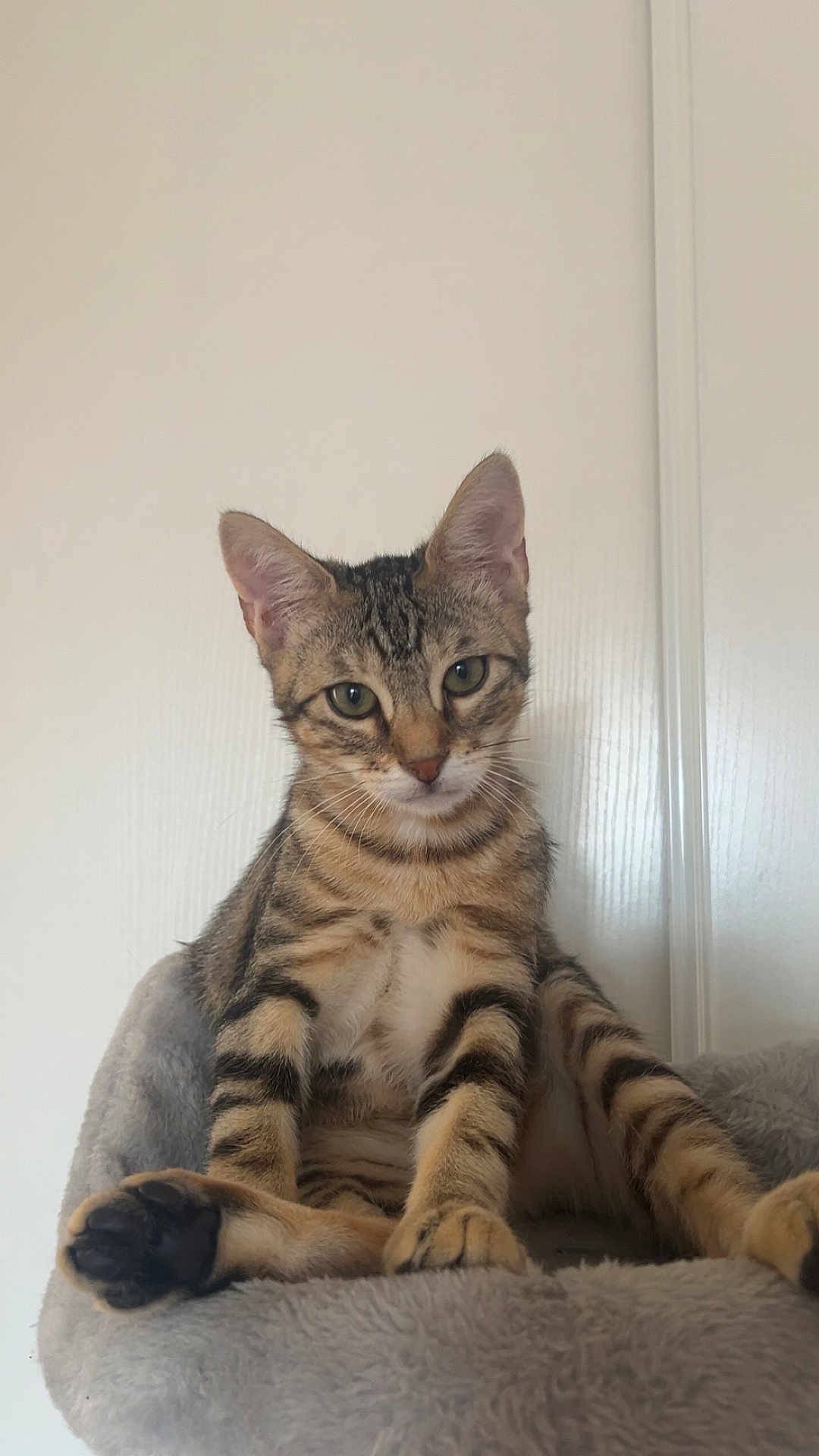 Milo a rejoint le concours — aidez-le/la à gagner de superbes lots ! cat, tabby_cat, kitten, paw, ears, whiskers, green_eyes, fur, stripes, pet, indoor, cat_bed, soft_texture, sitting, portrait, looking_at_camera, closeup, vertical_photo, wall, relaxed
