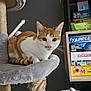 cat, orange_tabby, cat_tree, scratching_post, indoor, shelf, board_games, tapple, monopoly, scrabble, toy_ball, plush_toy, close_up, portrait, pet, whiskers, ears, fur, cozy, gray_wall
