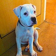 Boss is registered to the contest to win money with this photo: animal, black_spots, canine, carpet, collar, cute, dog, door, ears, floor, house, indoor, looking, paws, pet, puppy, sitting, tail, white_dog, young_dog