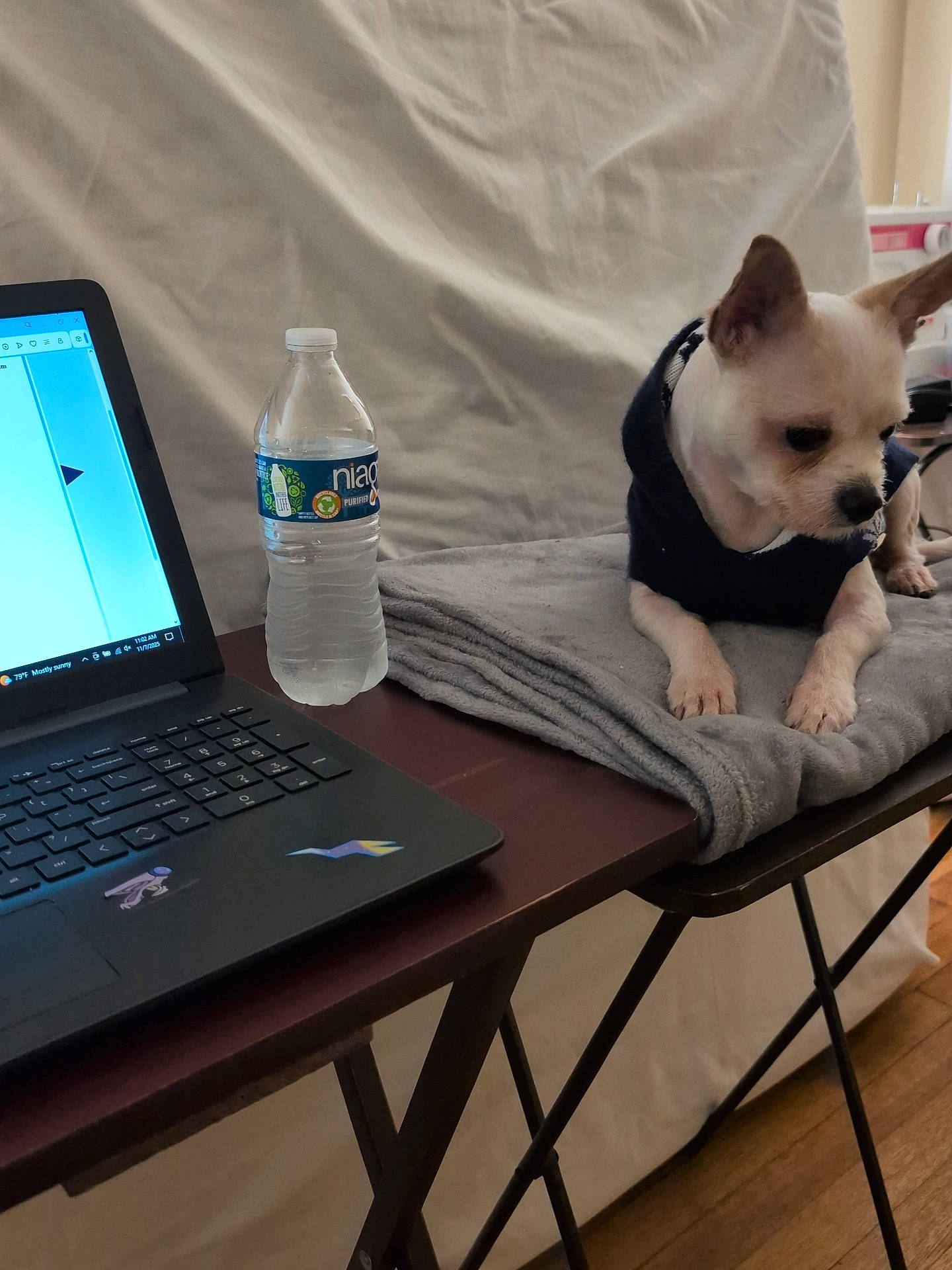 King is registered to the contest to win money with this photo: beige_background, blanket, casual, computer, desk, dog, folding_table, indoor, keyboard, laptop, pet, resting, small_dog, sticker, sweater, table, technology, water_bottle, wooden_floor, workspace