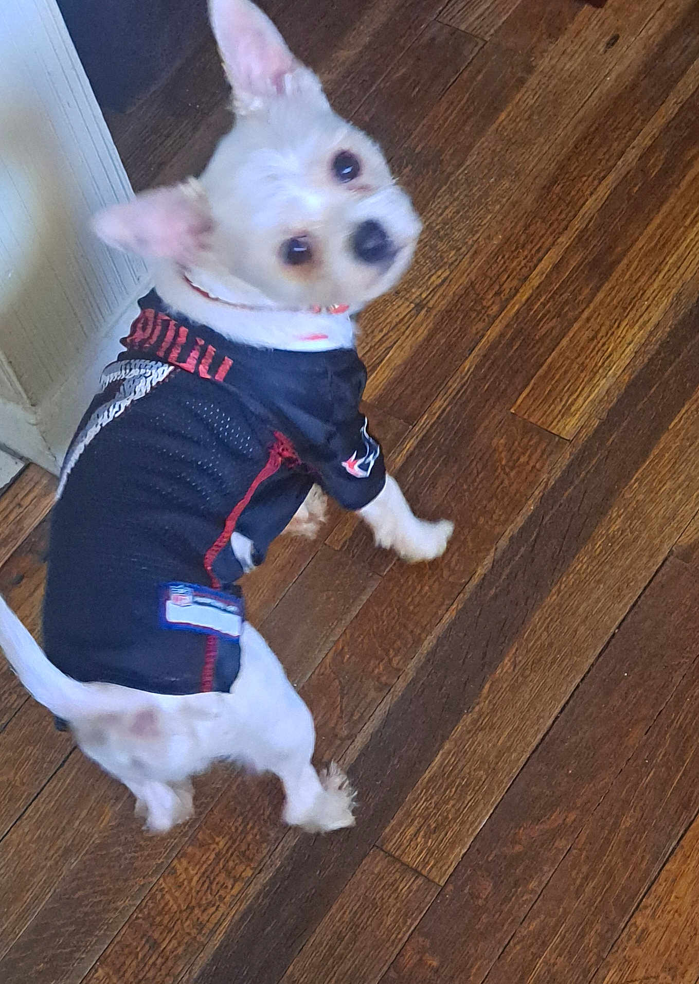 King joined the competition — help win amazing prizes! dog, pet, animal, indoor, wooden_floor, black_jersey, small_dog, looking_back, cute, fur, ears, tail, collar, canine, domestic_animal, playful, blurry_face, walking, light, shadow