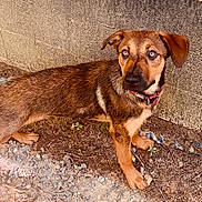 Reese joined the competition — help win amazing prizes! dog, brown_dog, blue_eyes, collar, outdoor, gravel, dirt, concrete_wall, alert, standing, pet, animal, canine, fur, ears, tail, ground, nature, closeup, young_dog