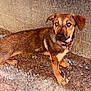 dog, brown_dog, blue_eyes, collar, outdoor, gravel, dirt, concrete_wall, alert, standing, pet, animal, canine, fur, ears, tail, ground, nature, closeup, young_dog