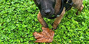 Hadès participe au concours pour gagner de l'argent avec cette photo : puppy, dog, brown, black, leash, leaf, clover, greenery, outdoor, nature, pet, curious, young, animal, grass, closeup, cute, small, canine, fur