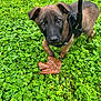 puppy, dog, brown, black, leash, leaf, clover, greenery, outdoor, nature, pet, curious, young, animal, grass, closeup, cute, small, canine, fur