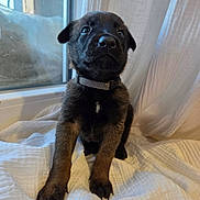 Hadès a rejoint le concours — aidez-le/la à gagner de superbes lots ! puppy, dog, young, pet, collar, indoor, blanket, window, curtain, cute, fur, animal, sitting, looking_up, black_brown_fur, claws, domestic_animal, portrait, soft_light, cozy