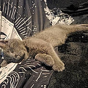 Jasper Ray joined the competition — help win amazing prizes! cat, kitten, sleeping, gray_fur, cozy, blanket, patterned_blanket, paw, resting, cute, pet, indoor, feline, fur, animal, peaceful, relaxed, soft, young, adorable