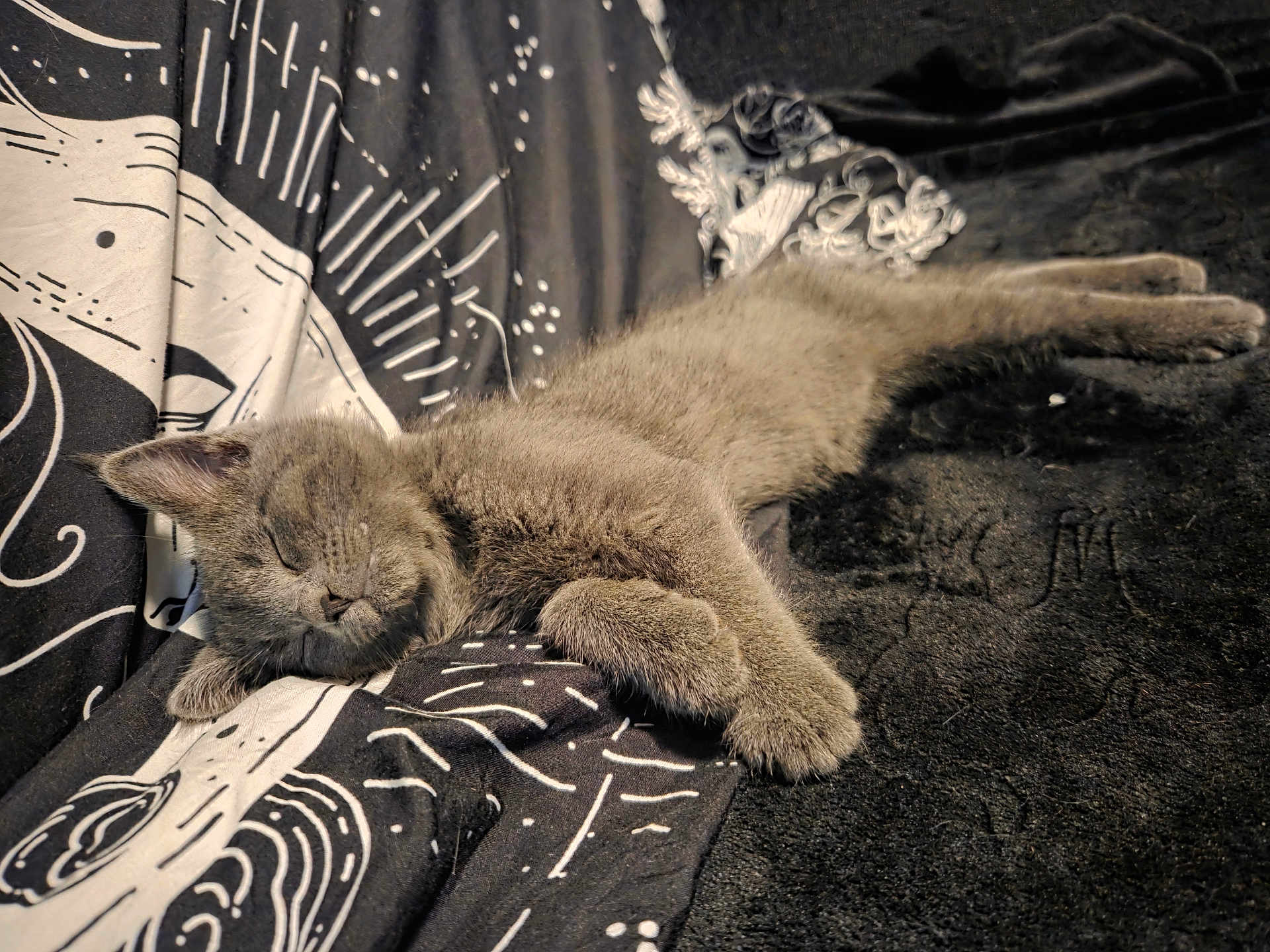 Jasper Ray joined the competition — help win amazing prizes! cat, kitten, sleeping, gray_fur, cozy, blanket, patterned_blanket, paw, resting, cute, pet, indoor, feline, fur, animal, peaceful, relaxed, soft, young, adorable