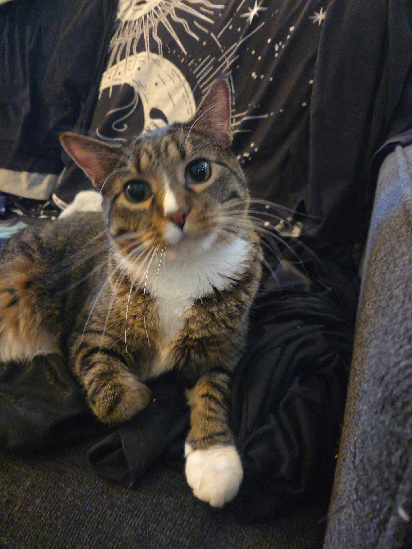 Brody Lee is registered to the contest to win money with this photo: cat, tabby, pet, animal, indoor, couch, blanket, feline, whiskers, paws, relaxed, cozy, domestic, fur, striped, black, white, closeup, curious, resting