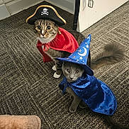 Brody Lee is registered to the contest to win money with this photo: cat, costume, pirate_hat, wizard_hat, cape, gray_cat, tabby_cat, indoor, carpet, door, pet, animal, cute, whiskers, tail, feline, playful, dress_up, funny, pose