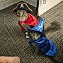 cat, costume, pirate_hat, wizard_hat, cape, gray_cat, tabby_cat, indoor, carpet, door, pet, animal, cute, whiskers, tail, feline, playful, dress_up, funny, pose