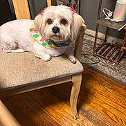 Lola is registered to the contest to win money with this photo: animal, bandana, chair, cozy, cute, dog, domestic, floor, furniture, indoor, looking_at_camera, pet, pet_accessory, pink_bows, rug, sitting, small_dog, white_dog, wooden_chair, wooden_floor