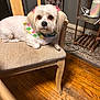 animal, bandana, chair, cozy, cute, dog, domestic, floor, furniture, indoor, looking_at_camera, pet, pet_accessory, pink_bows, rug, sitting, small_dog, white_dog, wooden_chair, wooden_floor