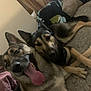 Taz joined the competition — help win amazing prizes! dog, german_shepherd, indoor, carpet, panting, tongue_out, two_dogs, pet, animal, canine, fur, ears, laying_down, close_together, happy, domestic, household, curtains, room, resting