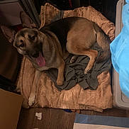 Taz is registered to the contest to win money with this photo: dog, german_shepherd, pet_bed, blanket, indoor, wood_floor, tongue_out, resting, animal, canine, cozy, shirt, brown, black, tan, fur, ears, paw, home, relaxed