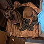 dog, german_shepherd, pet_bed, blanket, indoor, wood_floor, tongue_out, resting, animal, canine, cozy, shirt, brown, black, tan, fur, ears, paw, home, relaxed