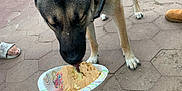 Taz is registered to the contest to win money with this photo: dog, german_shepherd, cake, paper_plate, outdoor, pavement, hand, furry_jacket, leash, footwear, person, licking, food, celebration, pet, animal, daylight, hexagonal_tiles, grass, fence