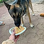 dog, german_shepherd, cake, paper_plate, outdoor, pavement, hand, furry_jacket, leash, footwear, person, licking, food, celebration, pet, animal, daylight, hexagonal_tiles, grass, fence