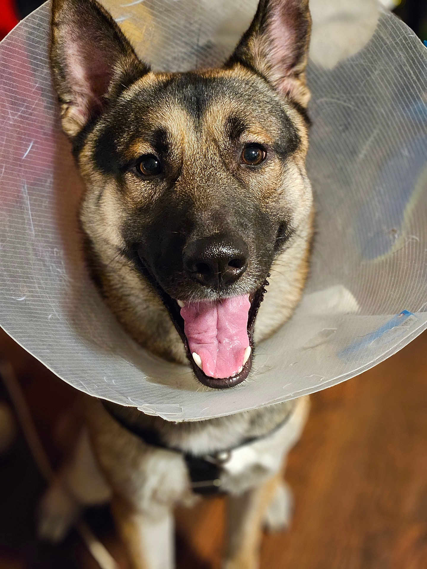 Taz is registered to the contest to win money with this photo: dog, cone, pet, animal, canine, happy, tongue_out, indoor, close_up, brown, black, fur, ears, collar, mouth_open, wooden_floor, domestic, cute, smiling, friendly