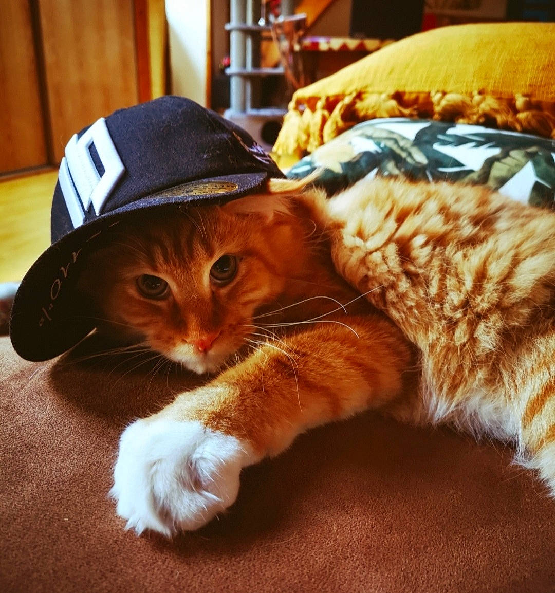 Gozzi participe au concours pour gagner de l'argent avec cette photo : carnivore, cat, comfort, companion_dog, domestic_short_haired_cat, fawn, felidae, flooring, fur, hat, human_leg, lap, mammal, paw, small_to_medium_sized_cats, snout, tail, vertebrate, whiskers, wood
