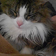 Iggy joined the competition — help win amazing prizes! animal, brown_blanket, cat, close_up, comfort, cozy, cute, domestic_animal, face, feline, fluffy, fur, indoor, mammal, pet, pink_nose, relaxation, resting, sleeping, whiskers